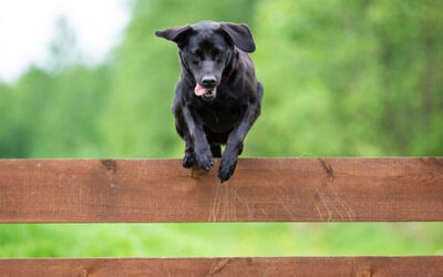 Hidden Fence vs. Traditional Fence: Pros and Cons for Your Pet and Property
