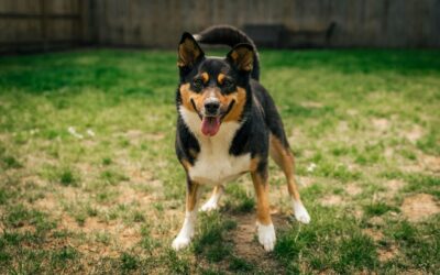 Does a Hidden Fence Work with a Working Dog?