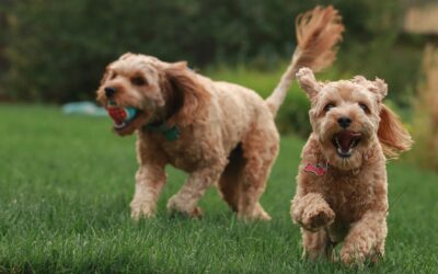 Why Is It So Important to Train a Dog to the Hidden Fence and How Long Does It Take?